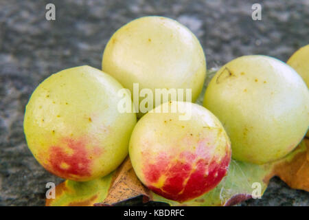 Eiche Äpfel auf der Unterseite einer Eiche Blatt Stockfoto