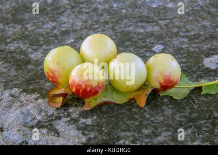 Eiche Äpfel auf der Unterseite einer Eiche Blatt Stockfoto