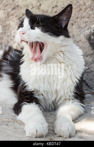 Die außergewöhnliche Textur auf der Oberfläche der Zunge der gähnende Katze, die auf dem Gehsteig ist, an einem sonnigen Tag. Stockfoto