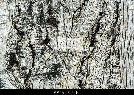 Makro Hintergrund Textur auf ein Holzbrett mit mehreren Rissen Stockfoto