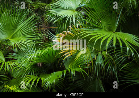 Schönen Palmen Blätter der Baum im Sonnenlicht Stockfoto