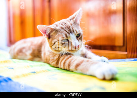 Eine junge Katze liegend in einem lustigen Pose auf der Couch. Stockfoto