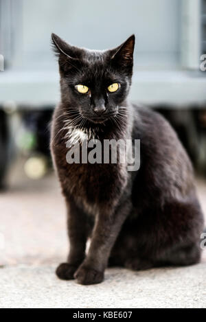 Junge schwarze Katze sitzt im Freien, süß und schön. Stockfoto