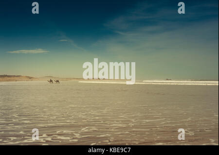 Kamele am Strand von Essaouira, Marokko Stockfoto