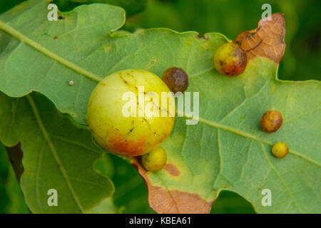 Eiche Äpfel auf der Unterseite einer Eiche Blatt Stockfoto