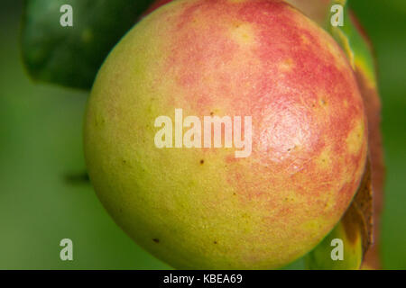 Eiche Äpfel auf der Unterseite einer Eiche Blatt Stockfoto