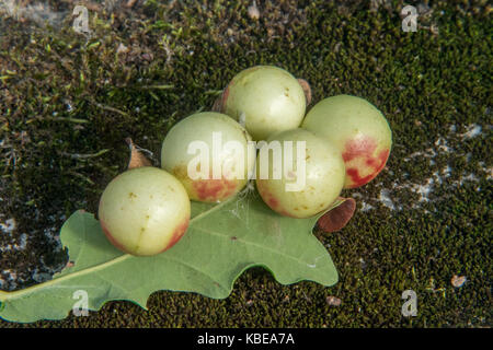 Eiche Äpfel auf der Unterseite einer Eiche Blatt Stockfoto