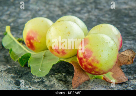 Eiche Äpfel auf der Unterseite einer Eiche Blatt Stockfoto