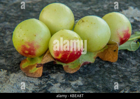 Eiche Äpfel auf der Unterseite einer Eiche Blatt Stockfoto