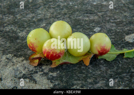 Eiche Äpfel auf der Unterseite einer Eiche Blatt Stockfoto