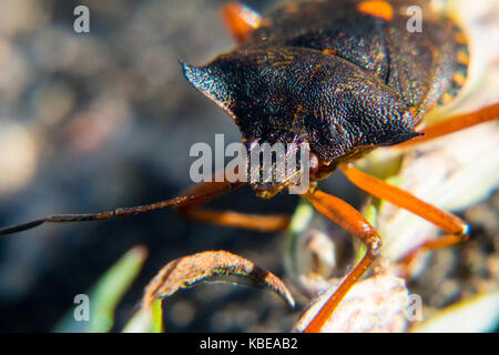 Red-legged shieldbug Nahaufnahme Stockfoto