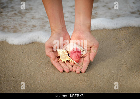 Viele Muscheln auf der Frau Hände. Stockfoto