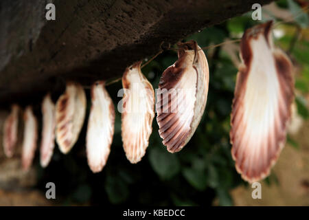 Pilgrim shell Stockfoto