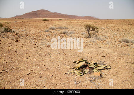 Welwitschia mirabilis in der Namib Wüste Umwelt, Namibia, Afrika. Stockfoto