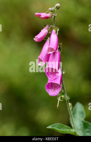 Fingerhut (Digitalis Purpurea) Stockfoto