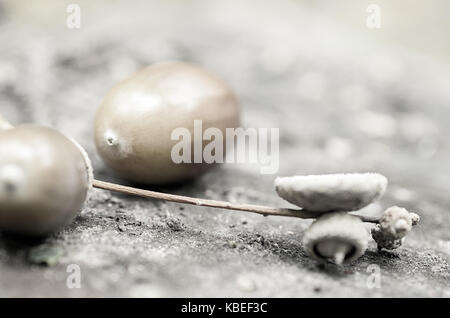 Zwei eiche Eicheln mit Mützen liegen auf dem Baumstumpf Stockfoto