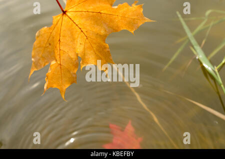 Fallende Blätter im Herbst eines Ahorn ins Wasser. Stockfoto