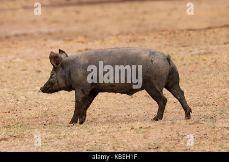 Iberischen Schwein beweidung unter den Eichen im Bereich der Extremadura Stockfoto