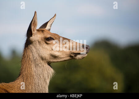 Profil Portrait eines attraktiven weiblichen Rotwild. gegen einen unscharfen Hintergrund und blauen Himmel, an einem schönen sonnigen Tag in Bushy Park, London UK. Stockfoto