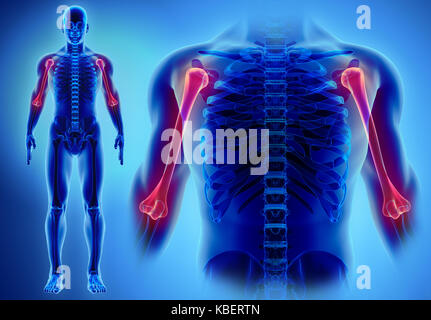 3D-Darstellung des Humerus - Teil des menschlichen Skeletts. Stockfoto