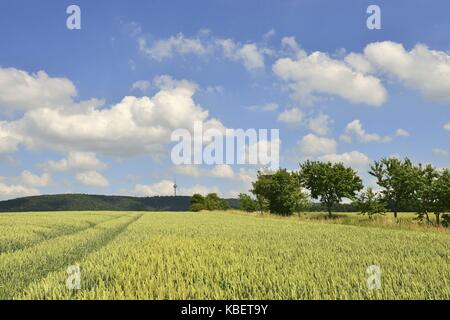 Blau-weißen Himmel über einem Weizenfeld in der Nähe von Lauenau mit den dunklen Höhenzug Deister in der Ferne, 22. Juni 2016 | Verwendung weltweit Stockfoto