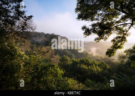 Sonnenaufgang Sonne abfackeln Tau in Wald Landschaft erstellen Nebel unter Bäumen Stockfoto