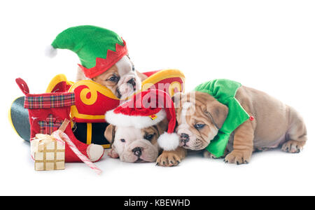 Weihnachten englische Bulldogge Welpen vor weißem Hintergrund Stockfoto