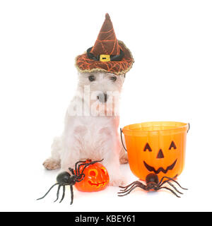 Welpen West Highland White Terrier und Halloween im Studio Stockfoto