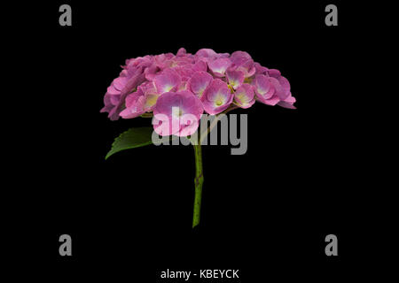 Duftende hydrangea Bouquet mit kleinen zarten lila Blütenblätter, auf schwarzem Hintergrund Stockfoto