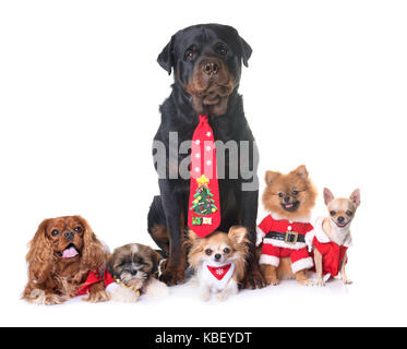 Hunde und Weihnachten Dekoration vor weißem Hintergrund Stockfoto