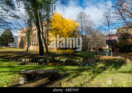 Herbst Blick auf Hokkaido Universität. Die Universität ist ein Tourismus Hotspot im Herbst Jahreszeit, wie es mit den goldenen Ginkgo Baum befüllt wird. Stockfoto