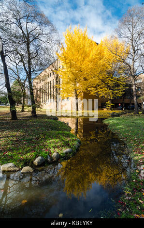 Herbst Blick auf Hokkaido Universität. Die Universität ist ein Tourismus Hotspot im Herbst Jahreszeit, wie es mit den goldenen Ginkgo Baum befüllt wird. Stockfoto