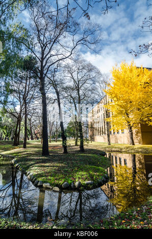 Herbst Blick auf Hokkaido Universität. Die Universität ist ein Tourismus Hotspot im Herbst Jahreszeit, wie es mit den goldenen Ginkgo Baum befüllt wird. Stockfoto