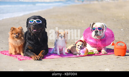 Gruppe von Hunden legte sich auf den Strand Stockfoto