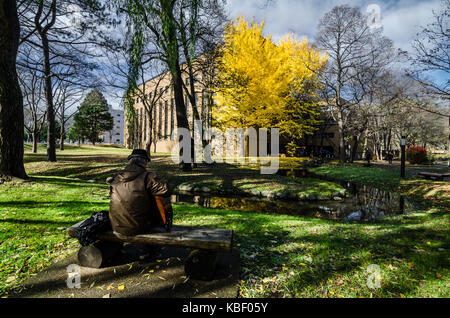 Herbst Blick auf Hokkaido Universität. Die Universität ist ein Tourismus Hotspot im Herbst Jahreszeit, wie es mit den goldenen Ginkgo Baum befüllt wird. Stockfoto