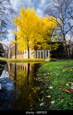 Herbst Blick auf Hokkaido Universität. Die Universität ist ein Tourismus Hotspot im Herbst Jahreszeit, wie es mit den goldenen Ginkgo Baum befüllt wird. Stockfoto