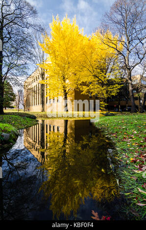 Herbst Blick auf Hokkaido Universität. Die Universität ist ein Tourismus Hotspot im Herbst Jahreszeit, wie es mit den goldenen Ginkgo Baum befüllt wird. Stockfoto