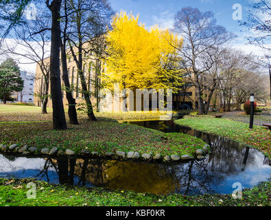 Herbst Blick auf Hokkaido Universität. Die Universität ist ein Tourismus Hotspot im Herbst Jahreszeit, wie es mit den goldenen Ginkgo Baum befüllt wird. Stockfoto