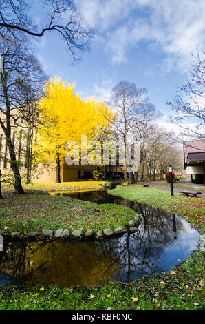 Herbst Blick auf Hokkaido Universität. Die Universität ist ein Tourismus Hotspot im Herbst Jahreszeit, wie es mit den goldenen Ginkgo Baum befüllt wird. Stockfoto