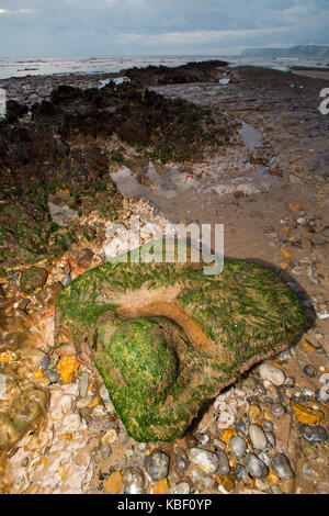 Iguanodon, Fossil, Footprint, Cast, on the ,Fossils,Beach,at Compton Bay, Isle of Wight, England, UK,125,Million, Stockfoto