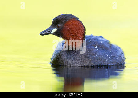 Midget Diver, podiceps ruficollis, Zwergtaucher, zwergtaucher Stockfoto