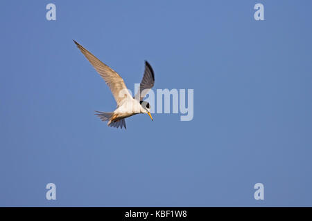 Midget Küstenseeschwalbe, sterna albifrons, zwergseeschwalbe, sterna Albifrons Stockfoto