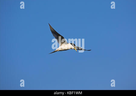 Midget Küstenseeschwalbe, sterna albifrons, zwergseeschwalbe, sterna Albifrons Stockfoto