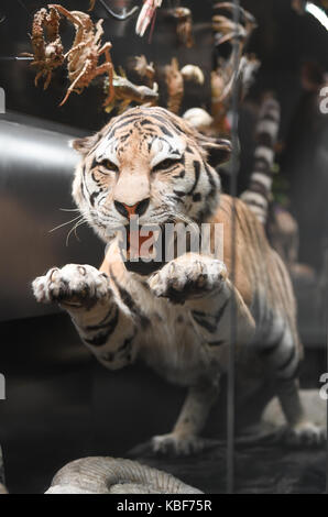 Einem ausgestopften Tiger können während der Präsentation einer neuen Sonderausstellung im Naturmuseum in Frankfurt am Main, Deutschland, 29. September 2017 gesehen werden. Über Tausend biologischen und geologischen Objekten auf 15 Meter Länge und vier Meter in der Höhe präsentiert auf der "Faszination Vielfalt" (Lit. 'Faszination Vielfalt') zwischen 30. September 2017 und 5. August 2018. Foto: Arne Dedert/dpa Stockfoto