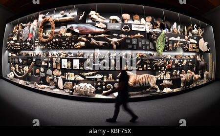 Ein Mann steht vor einem riesigen Showcase während der Präsentation einer neuen Sonderausstellung im Naturmuseum in Frankfurt am Main, Deutschland, 29. September 2017. Über Tausend biologischen und geologischen Objekten auf 15 Meter Länge und vier Meter in der Höhe präsentiert auf der "Faszination Vielfalt" (Lit. 'Faszination Vielfalt') zwischen 30. September 2017 und 5. August 2018. Foto: Arne Dedert/dpa Stockfoto