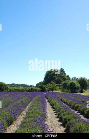 Lavendelfelder in voller Blüte - Sequim, WA. USA Stockfoto