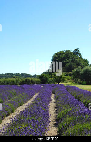 Lavendelfelder in voller Blüte - Sequim, WA. USA Stockfoto