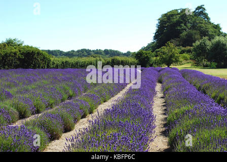 Lavendelfelder in voller Blüte - Sequim, WA. USA Stockfoto