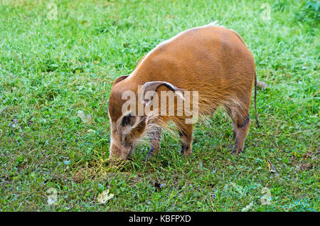 Red River Hog, Potamochoerus Porcus, Afrika, Captive, Stockfoto