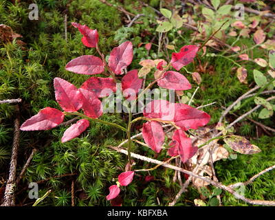 Blueberry Bush im Herbst, die Blätter im Herbst, Heidelbeere (Vaccinium myrtillus) Stockfoto